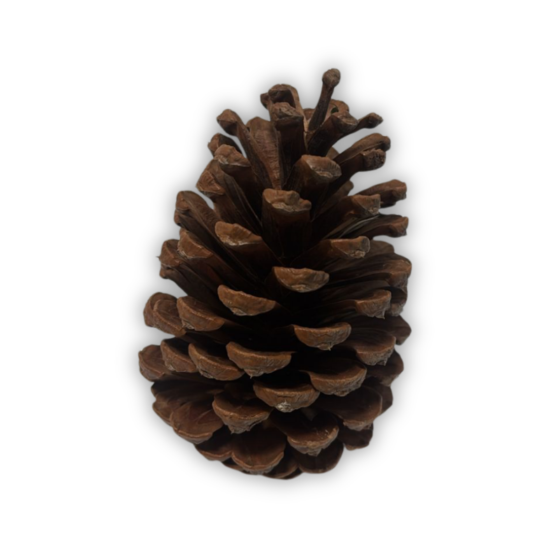 Imagem IEA PINHA PARA CÃES 100% NATURAL