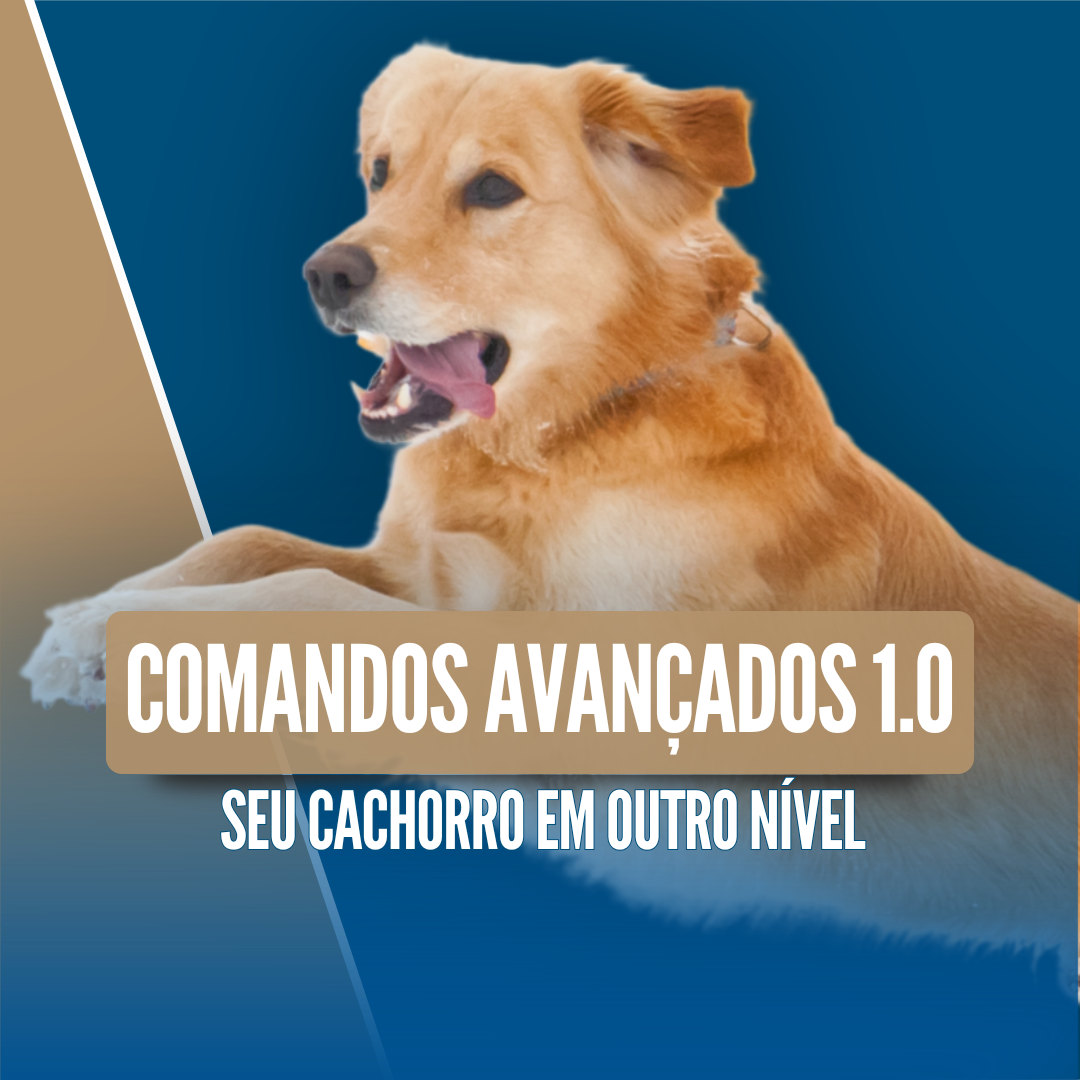 Imagem 12 | MÓDULO COMANDOS AVANÇADOS 1.0