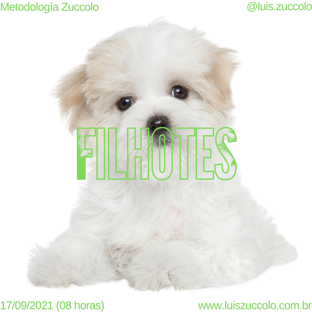 Imagem 04 | FILHOTES BEM EDUCADOS