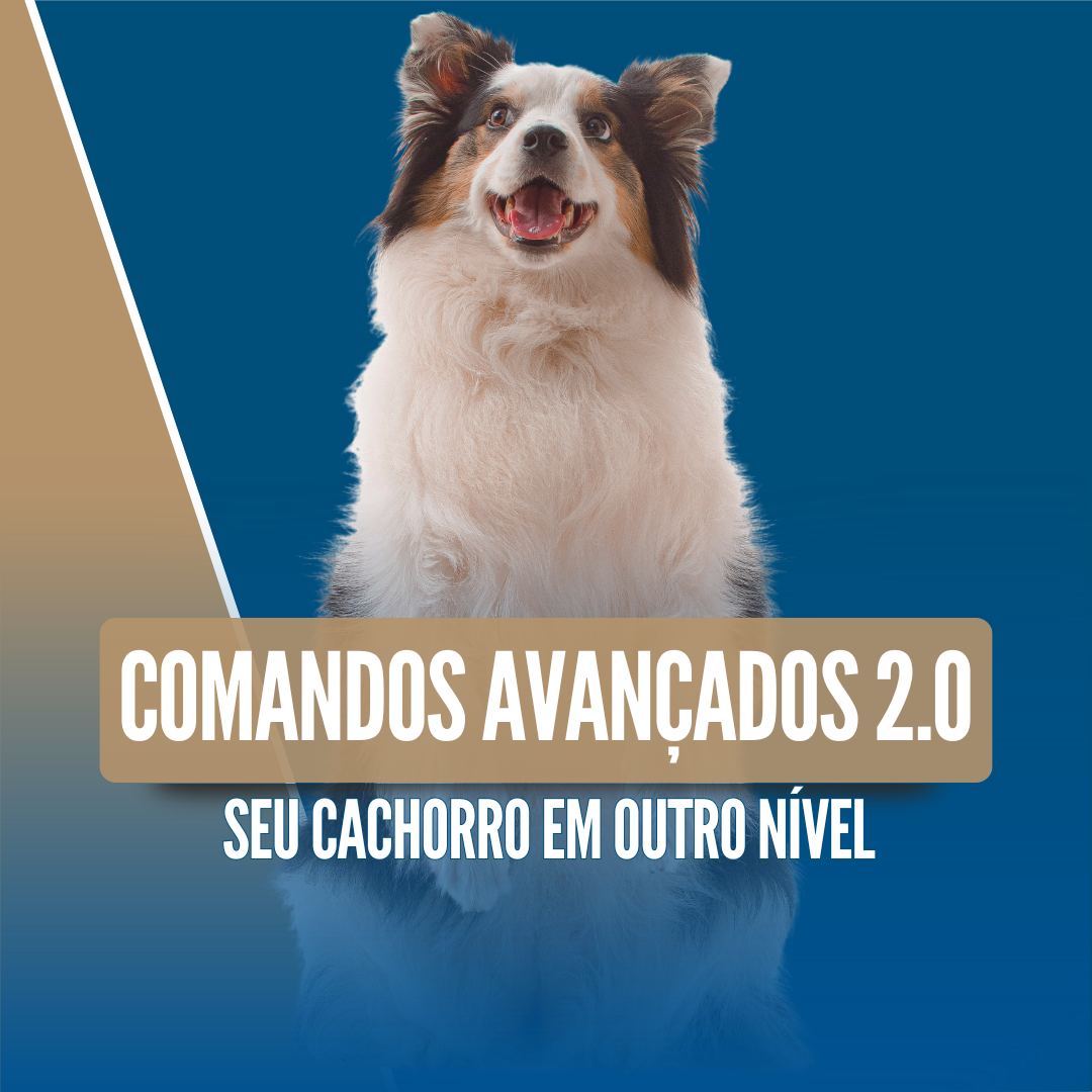 Imagem 11 | MÓDULO COMANDOS AVANÇADOS 2.0