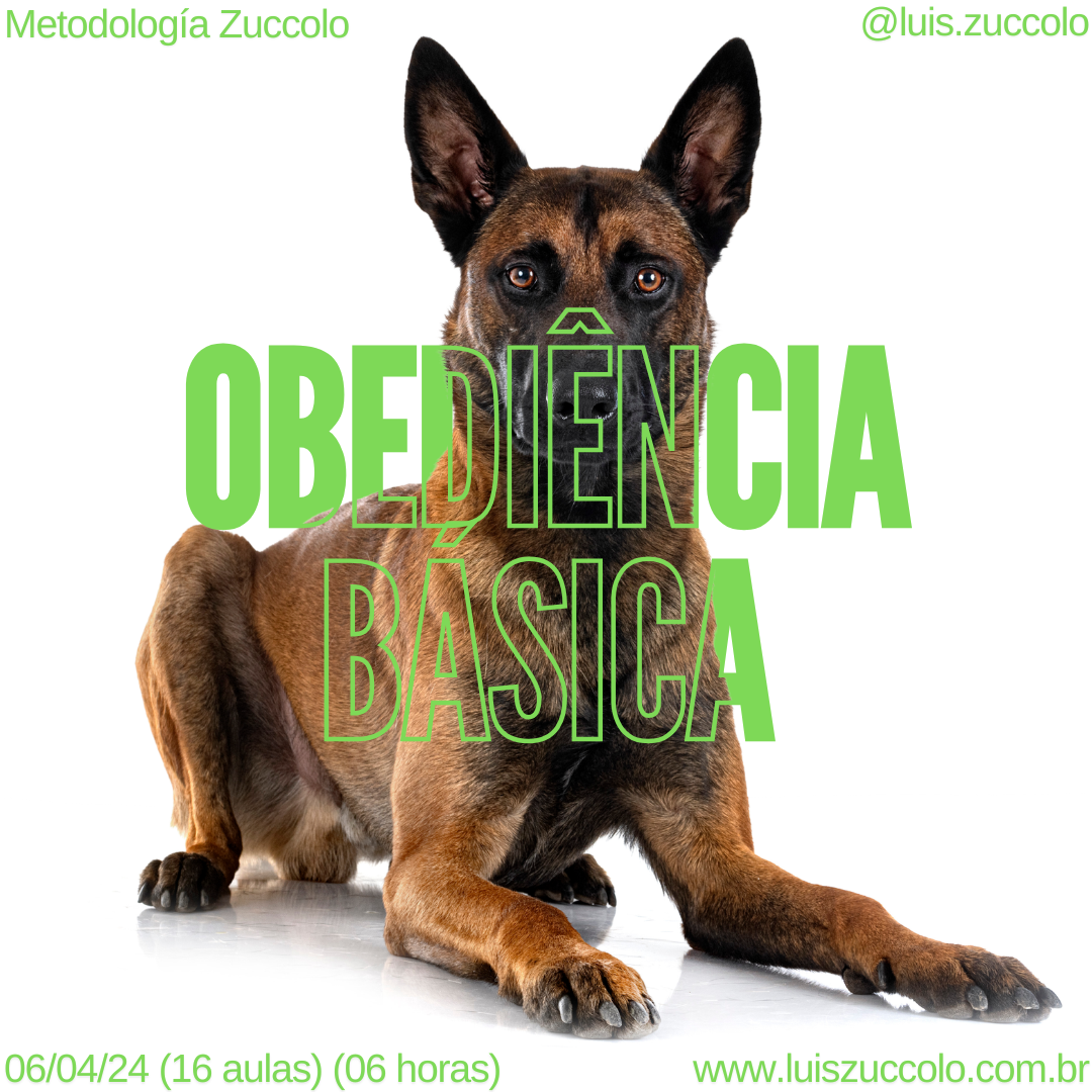 Imagem 15 | MOD. OBEDIÊNCIA BÁSICA