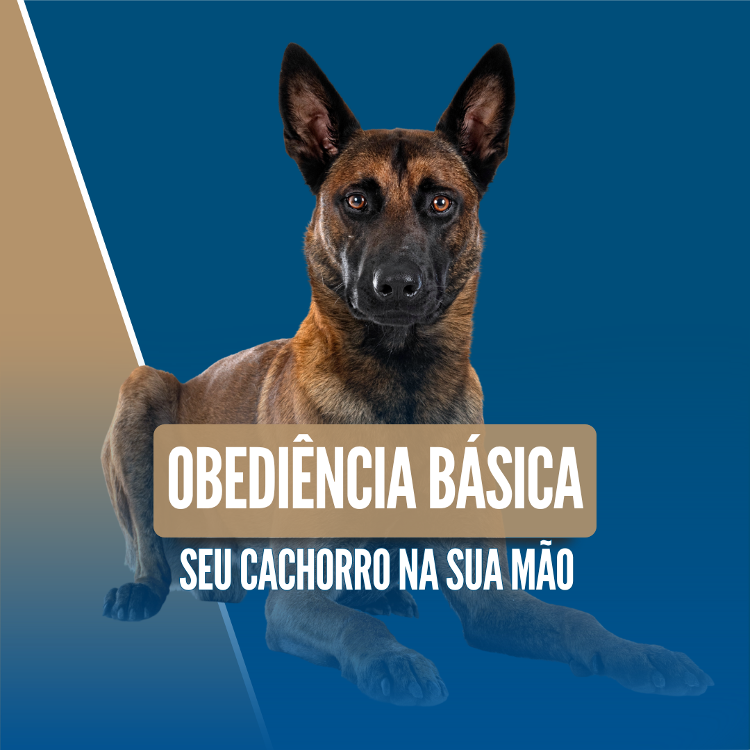Imagem 15 | MOD. OBEDIÊNCIA BÁSICA