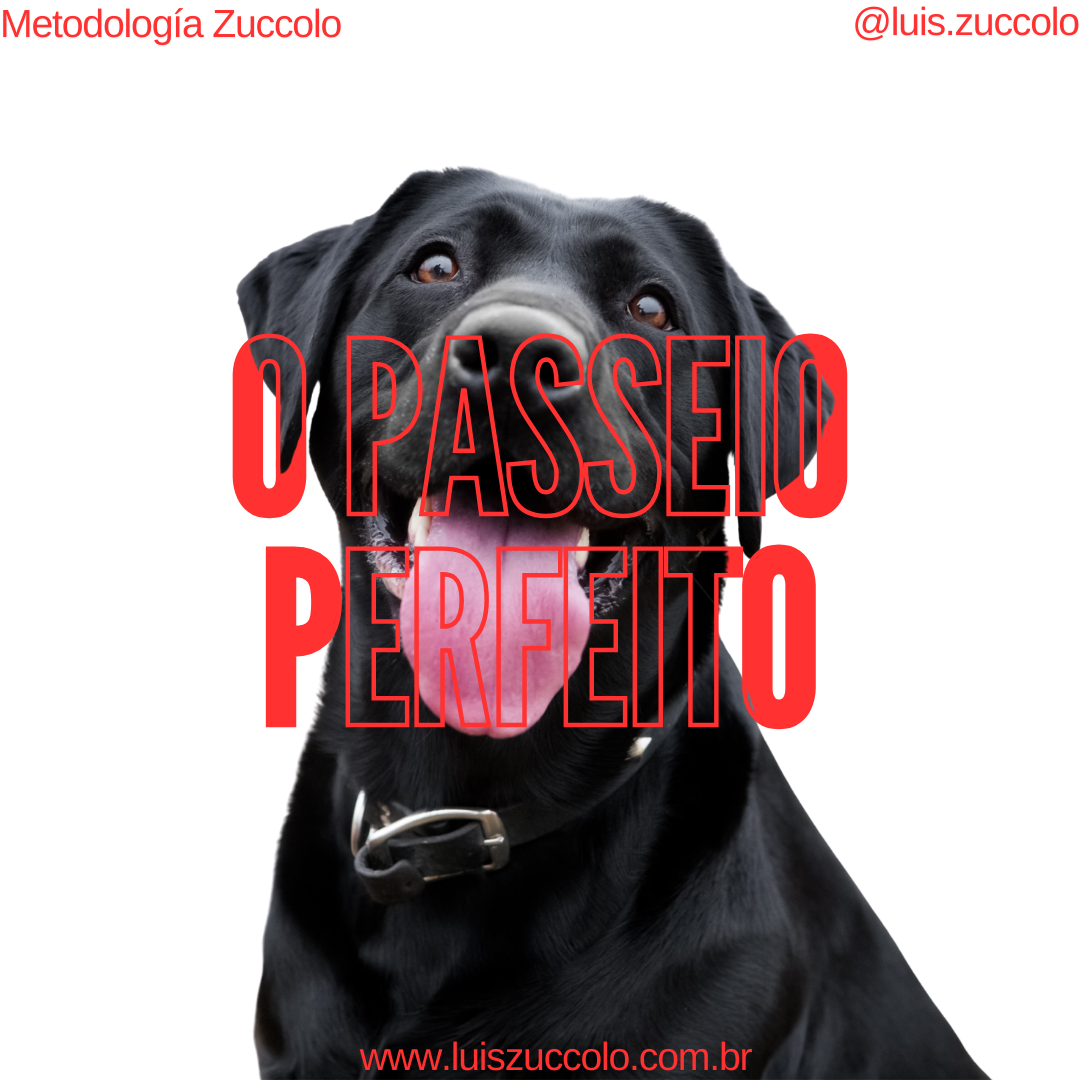 Imagem PARA TUTORES | O PASSEIO PERFEITO